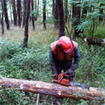 LESNICKÉ SLUŽBY LESNICKÉ SLUŽBY