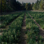 SADEBNÍ MATERIÁL SADEBNÍ MATERIÁL